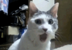 /gifs/cat-surprise.gif